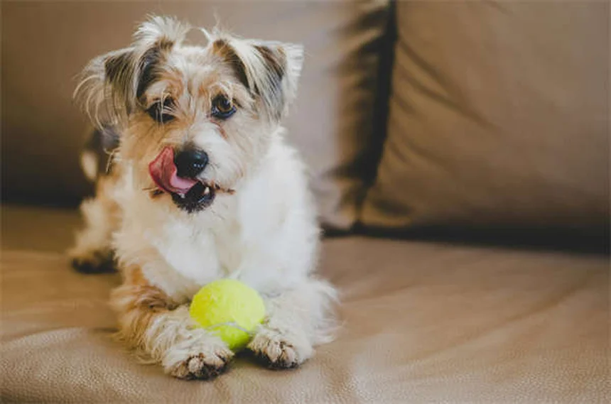 犬のかゆみを家庭で治す！獣医師が教える7つの方法