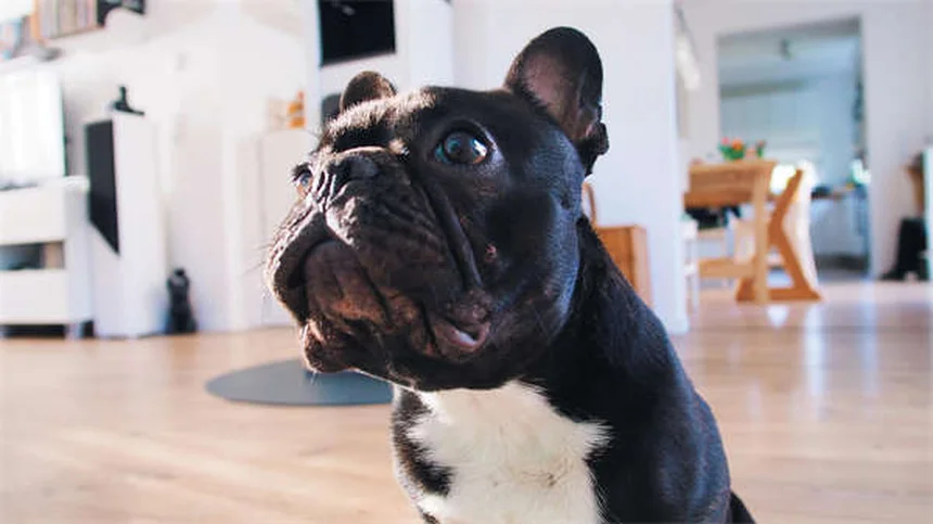 犬のかゆみを家庭で治す！獣医師が教える7つの方法