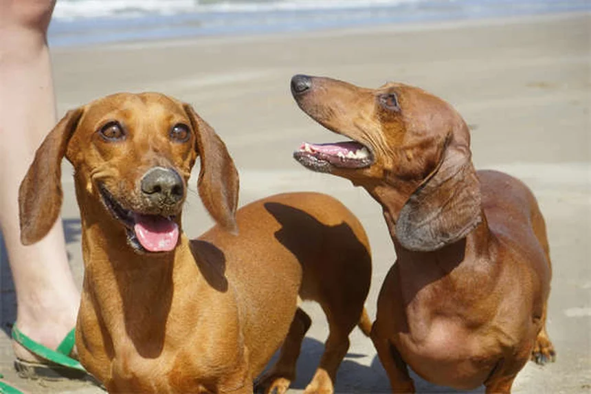犬のかゆみを家庭で治す！獣医師が教える7つの方法