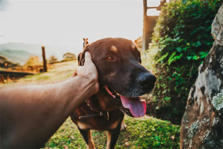 犬のかゆみを家庭で治す！獣医師が教える7つの方法