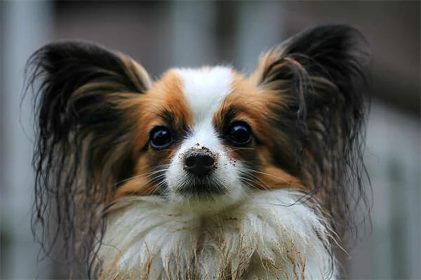犬の幸せサイン13選｜しっぽだけじゃない！正しい見分け方と誤解を徹底解説