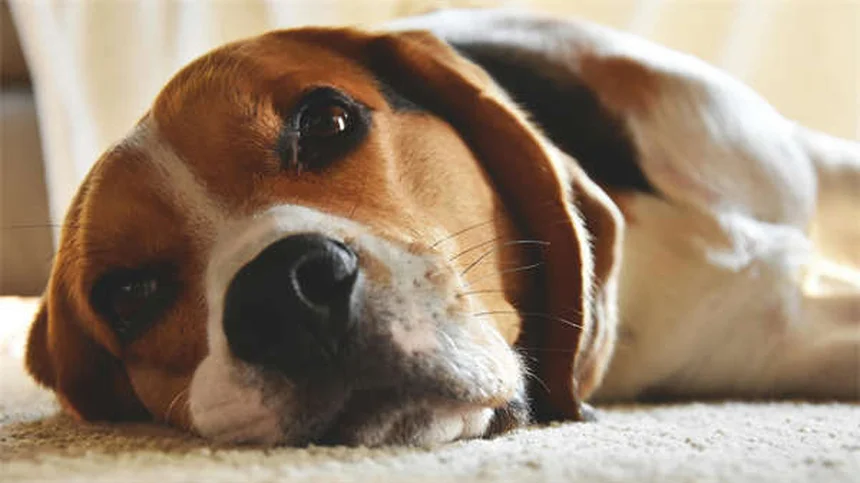 犬の胃酸対策にシメチジンは効果的？獣医が解説する正しい使い方