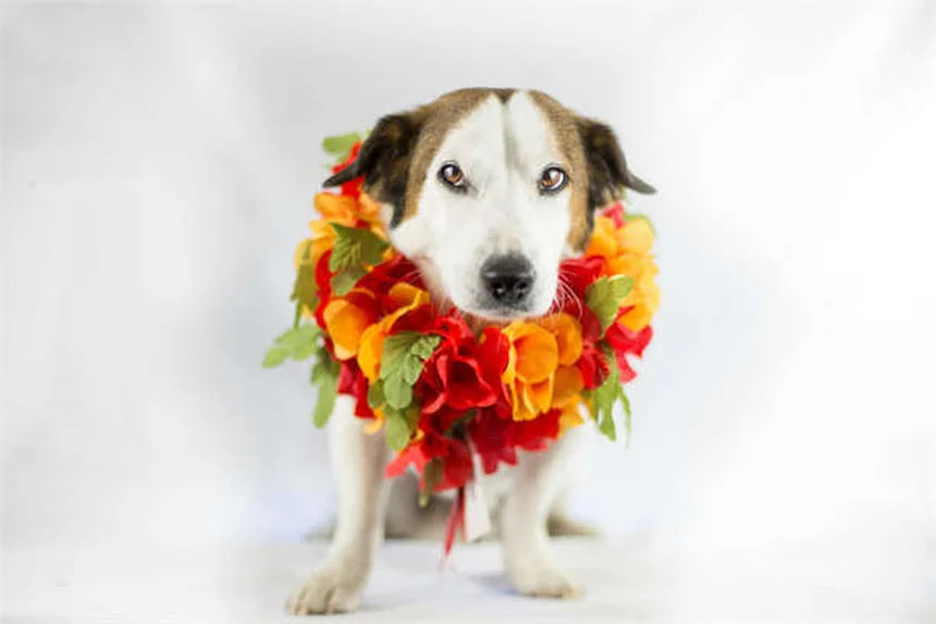 犬の耳薬オトマックスとトライオティックの正しい使い方と副作用