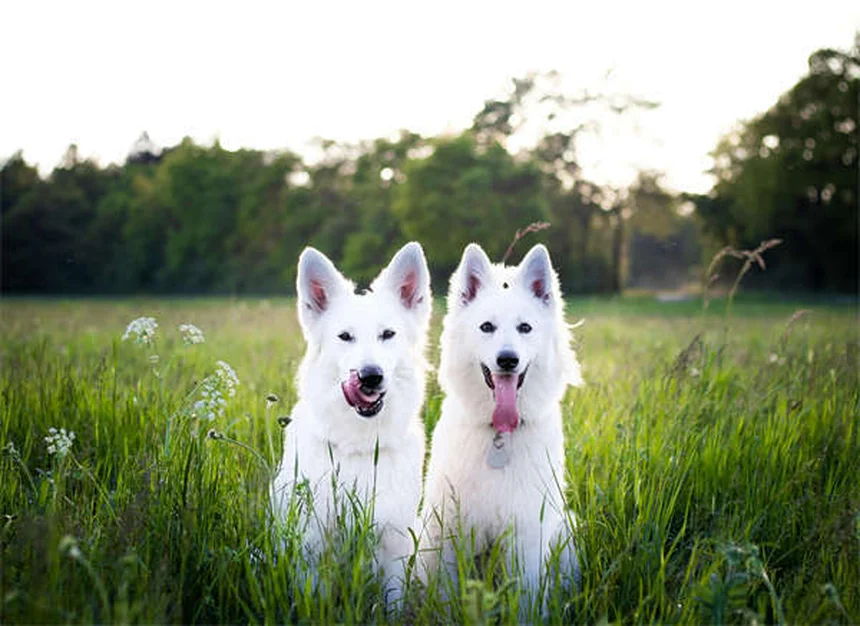 犬の異食症の原因と治し方：飼い主の体験談と獣医師が教える5つの対策