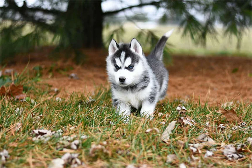 犬が夢中になるおもちゃの選び方｜プロが教える失敗しない7つのポイント