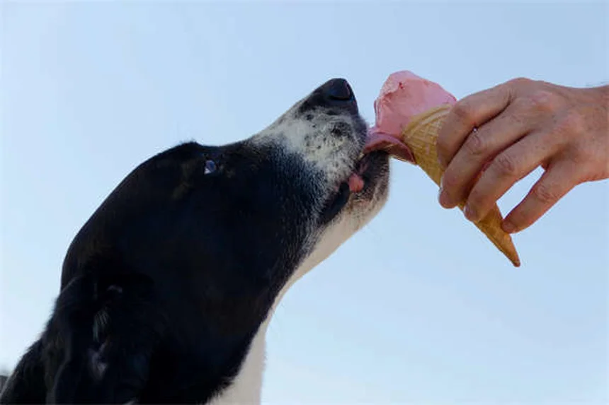愛犬と安全に過ごすクリスマスツリー対策7選