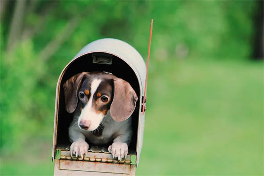 犬が頻繁におしっこする原因と対処法【獣医師が解説】