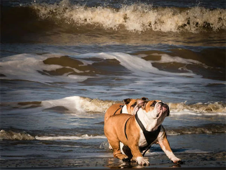 犬猫の痛みに効くブプレノルフィンとは？獣医師が解説する正しい使い方