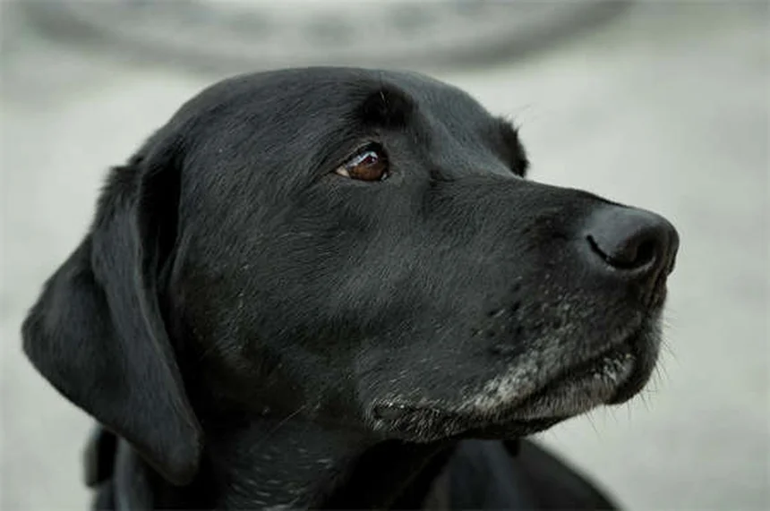 犬猫の不整脈治療に効果的なソタロールの使い方【獣医師解説】