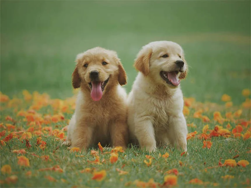 あなたの犬はシャイ？飼い主ができる7つのこと