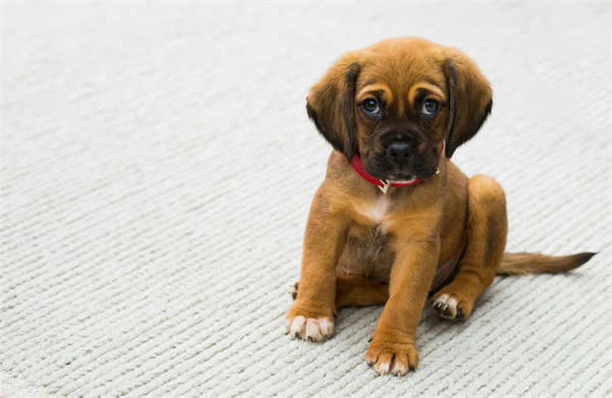あなたの犬はシャイ？飼い主ができる7つのこと