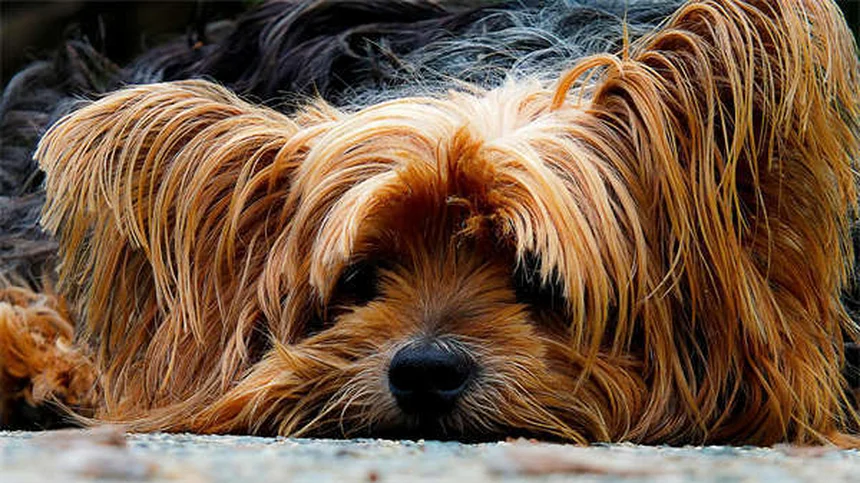 犬のノミ・ダニ対策に最適な経口薬5選【獣医師推奨】