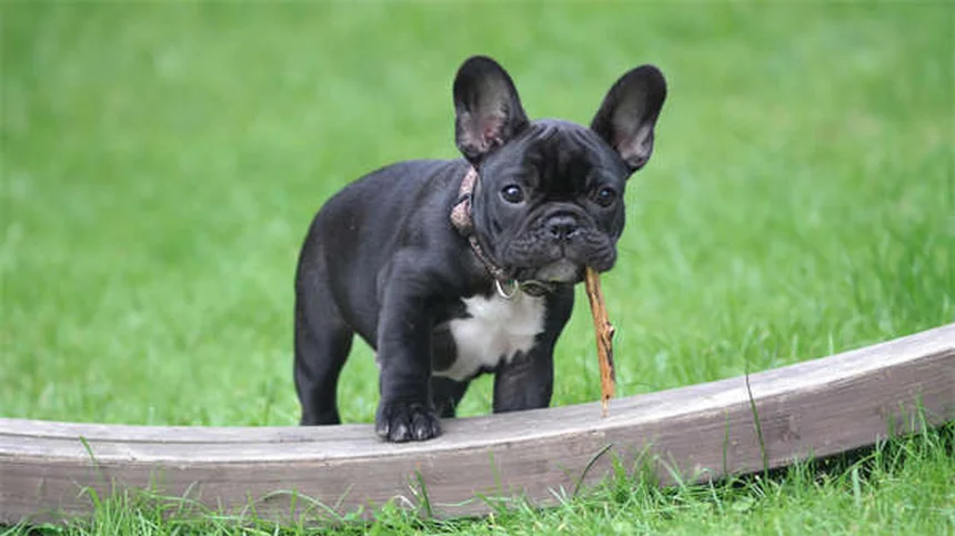 犬のノミ対策7選｜予防から駆除まで完全ガイド