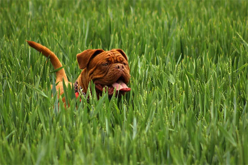 Incurin®とは？避妊後のメス犬の尿漏れに効く薬の全て