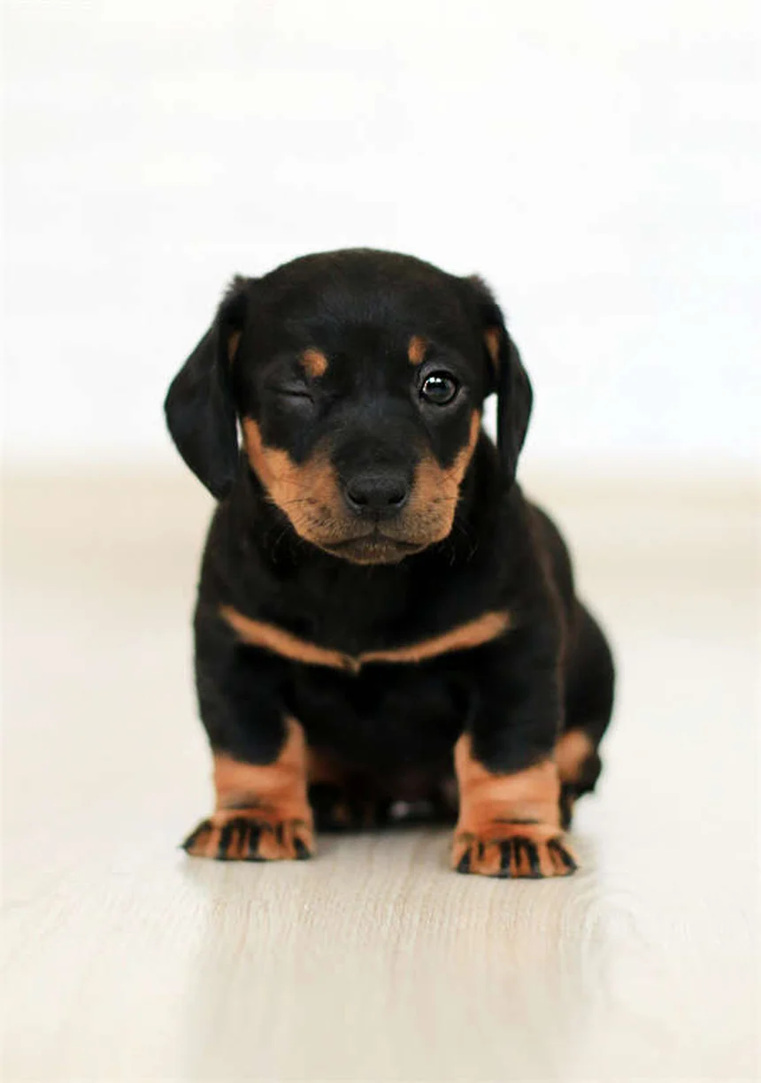 犬を失った悲しみが深い理由とは？ペットロスの乗り越え方