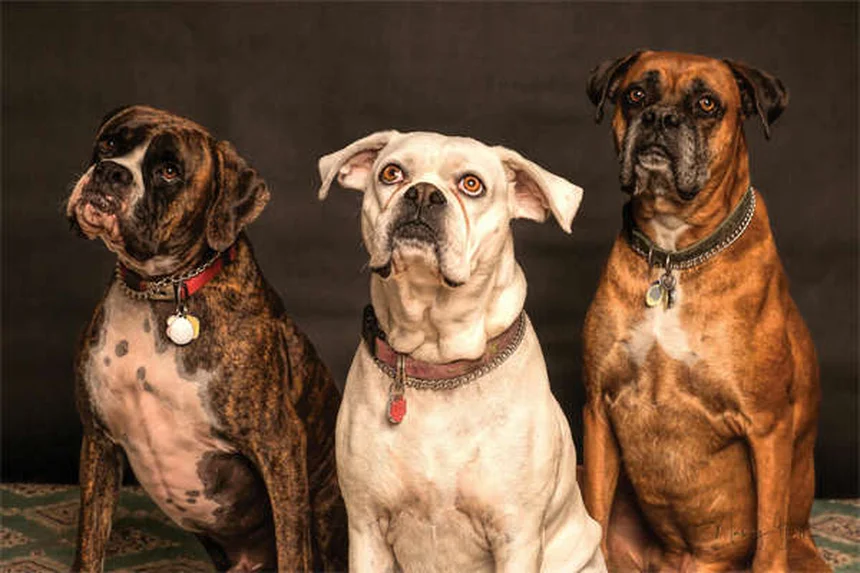 犬の乾燥肌対策5選！獣医が教える正しいケア方法