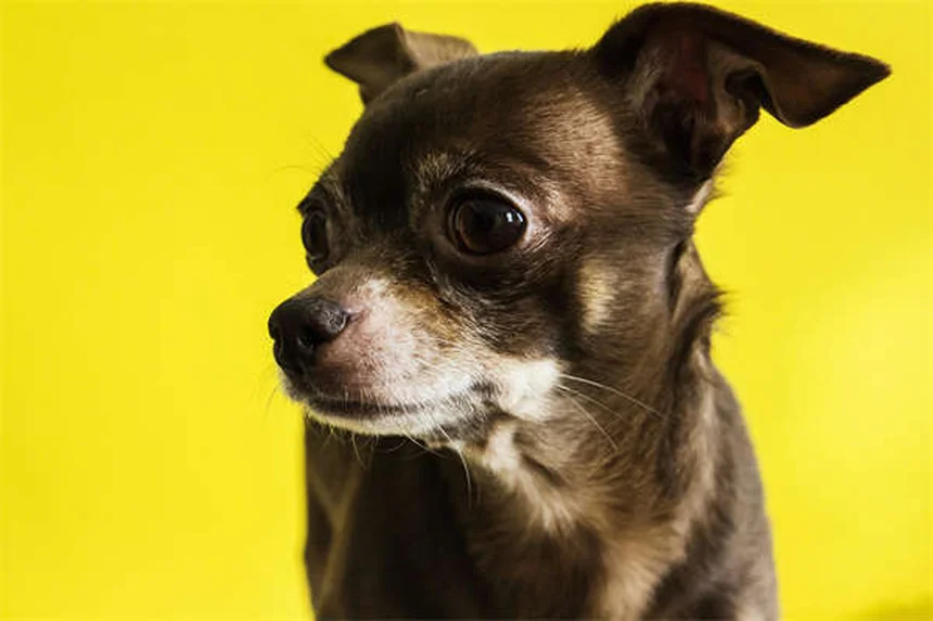 犬用ベッドの正しい洗い方と洗濯の頻度
