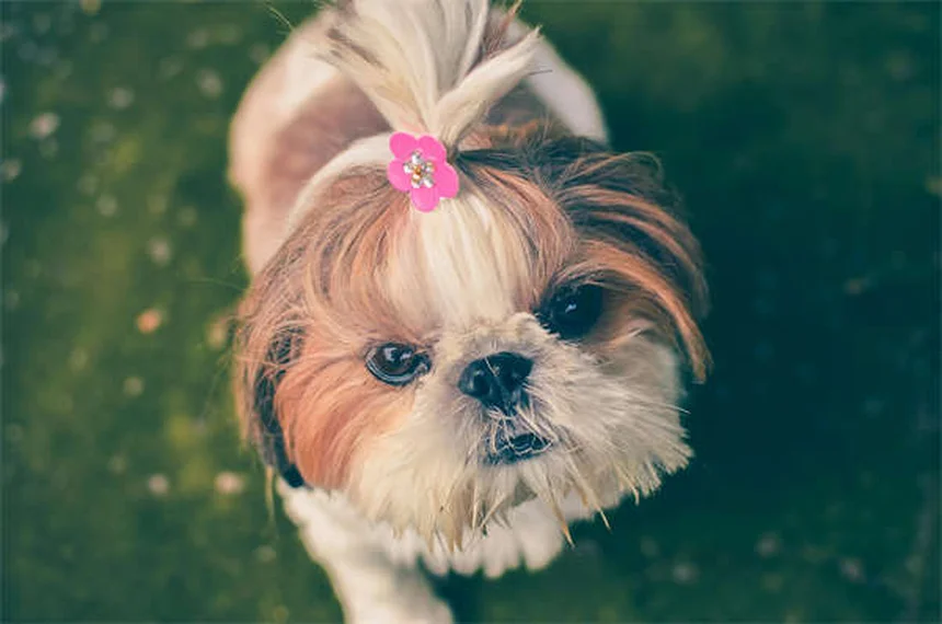 庭だけじゃ足りない？犬の運動の理想的なバランスを専門家が解説