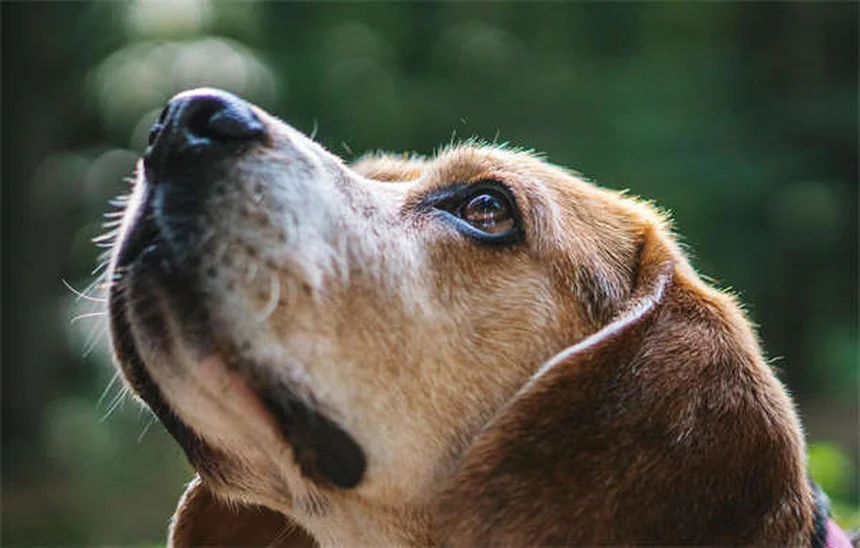 庭だけじゃ足りない？犬の運動の理想的なバランスを専門家が解説