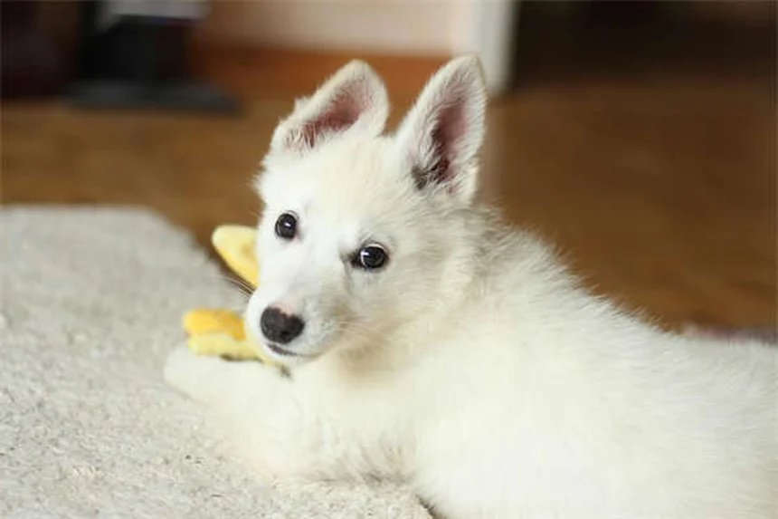 庭だけじゃ足りない？犬の運動の理想的なバランスを専門家が解説