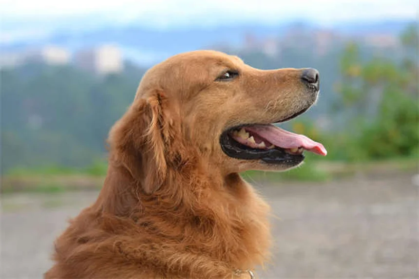 健康な犬種19選｜長生きしやすい犬の特徴と飼い主ができること