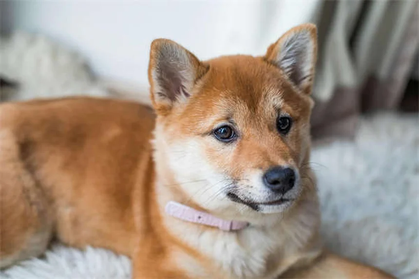 犬のクッシング症候群にミトタンを使う前に知っておくべきこと