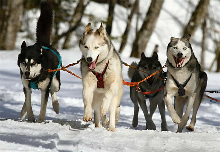 犬のクッシング症候群にミトタンを使う前に知っておくべきこと
