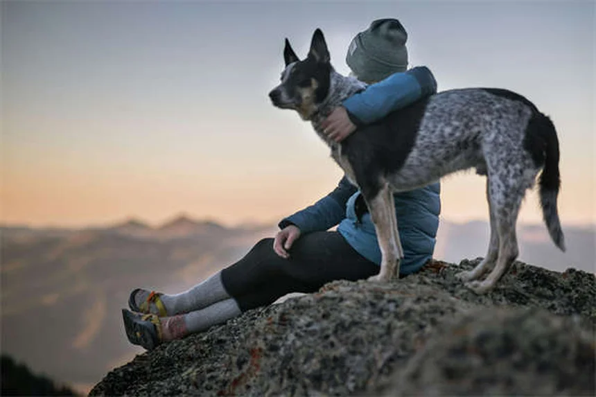 犬のジゴキシン、本当に安全？獣医師が解説
