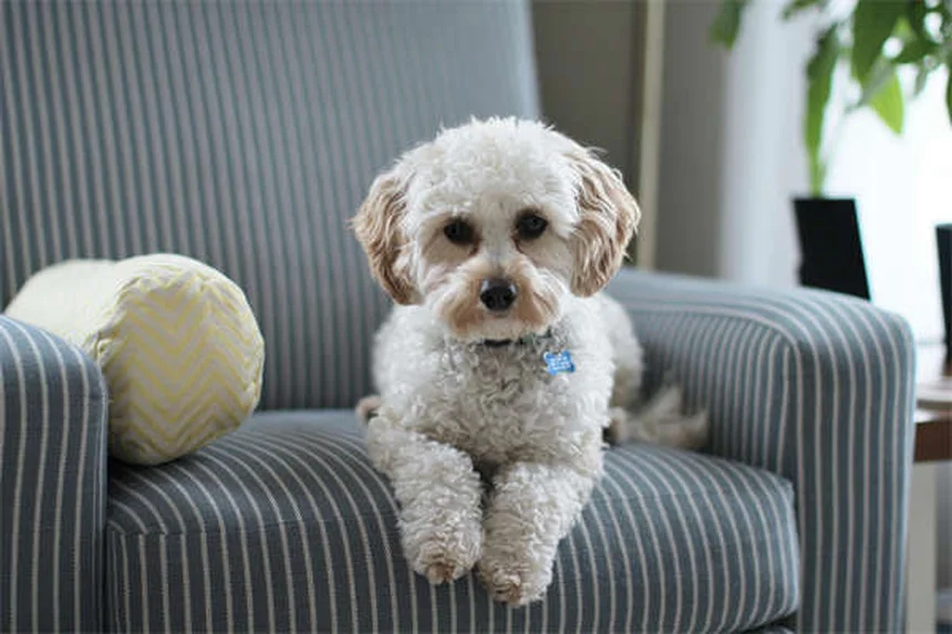危険すぎる…犬に絶対使ってはいけないノミ・ダニ駆除精油10選と安全な対策